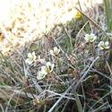 Saxifraga cespitosa. Small white flowers with large green centers.
